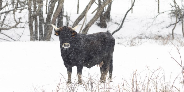 El secreto de nuestra carne de buey: tradición y sabor exclusivo