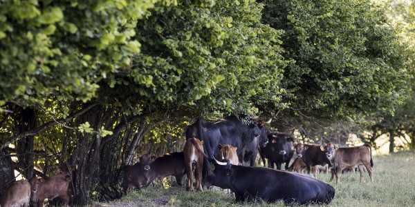 Valderejoko Parke Naturalean kokatutako BaserriaKm0 Terreña arraza ganadutegia