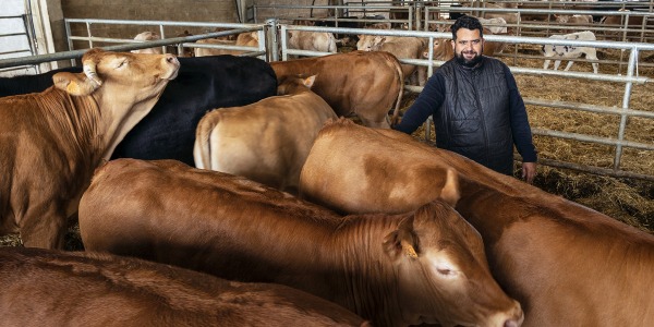 Otoño en el caserío: así cambia el ciclo del ganado con los primeros fríos